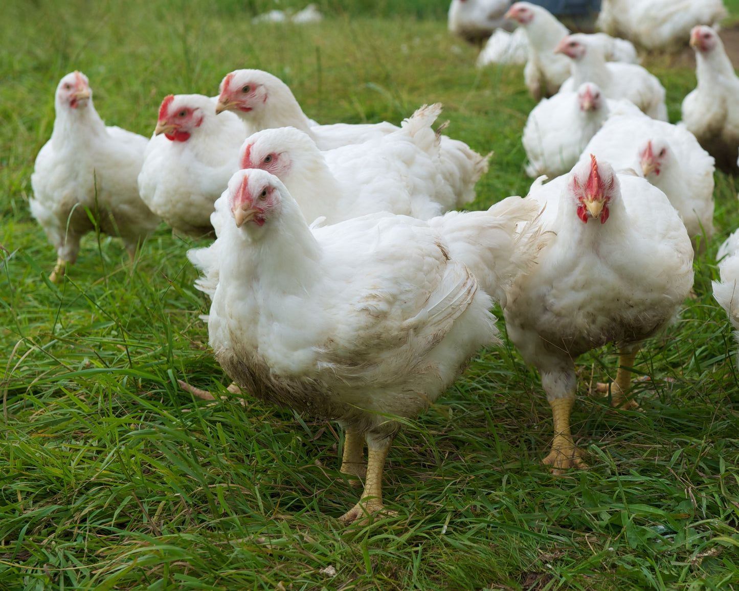 Halal Pure Gourmet Chickens without Skin - Cut (5pk)