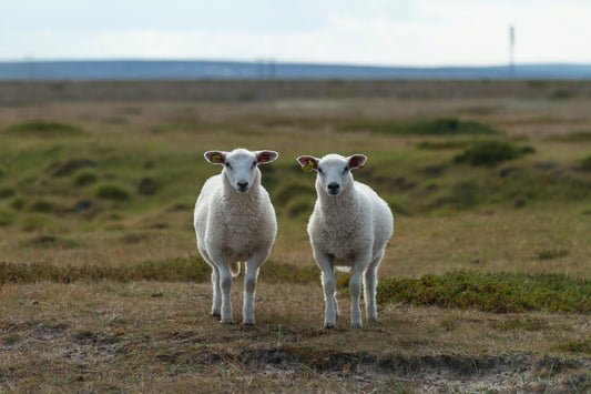 Free Range Lamb Aqeeqah (18-24kg gross)