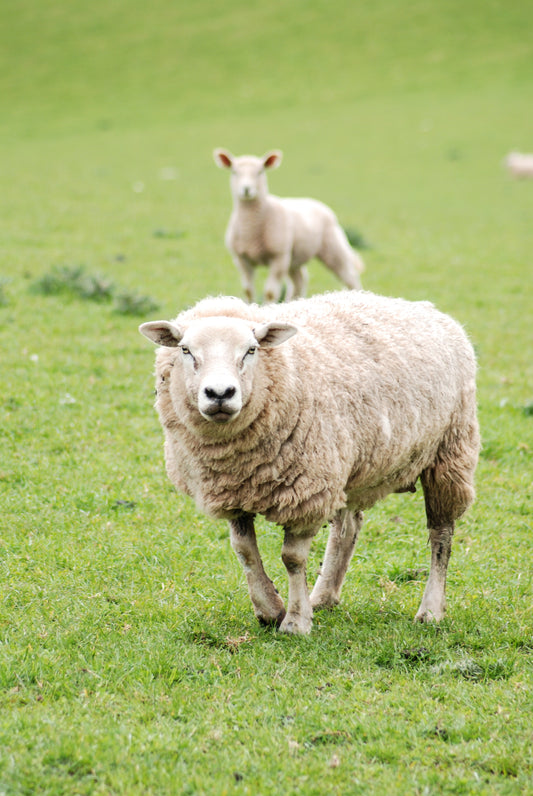 Halal Organic Qurbani Hogg Lamb - (20-25kg gross)